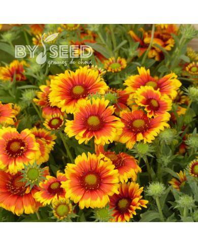 Gaillarde vivace Arizona Sun