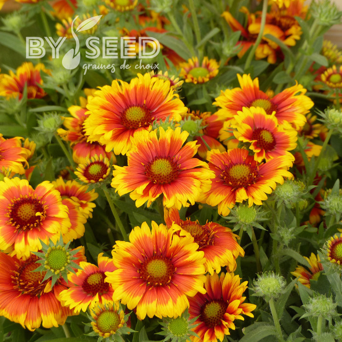 Gaillarde vivace Arizona Sun