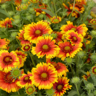 Gaillarde vivace Arizona Sun