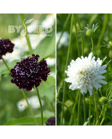 Scabieuse annuelle Ebony & Ivory