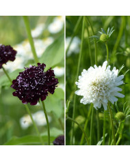 Scabieuse annuelle Fata Morgana (graines nues)