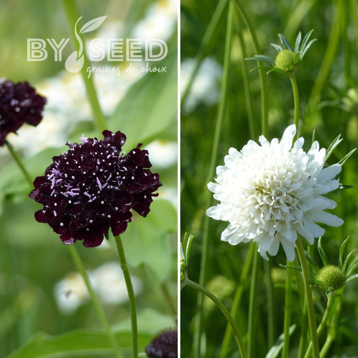 Scabieuse annuelle Ebony & Ivory
