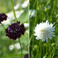 Scabieuse annuelle Ebony & Ivory