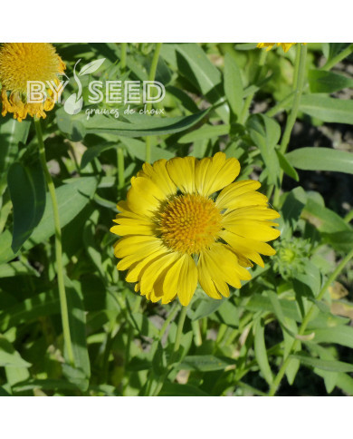 Gaillarde vivace Aurea Pura