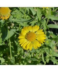 Gaillarde vivace Arizona Sun