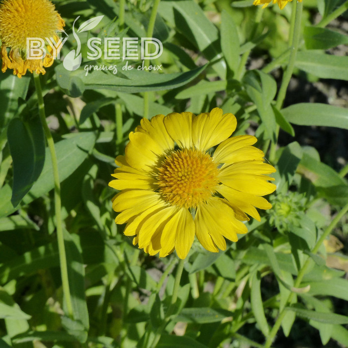 Gaillarde vivace Aurea Pura