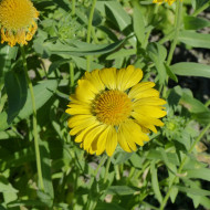 Gaillarde vivace Aurea Pura