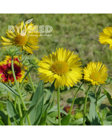 Gaillarde vivace Aurea Pura