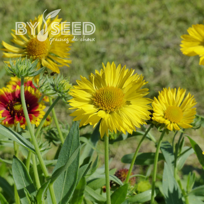 Gaillarde vivace Aurea Pura