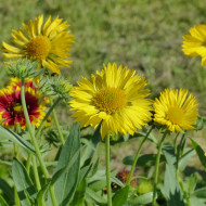 Gaillarde vivace Aurea Pura