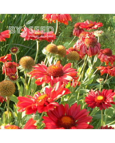 Gaillarde vivace Burgunder