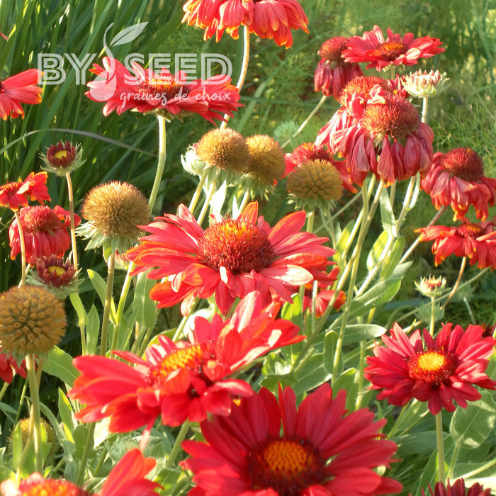 Gaillarde vivace Burgunder