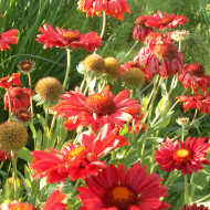 Gaillarde vivace Burgunder