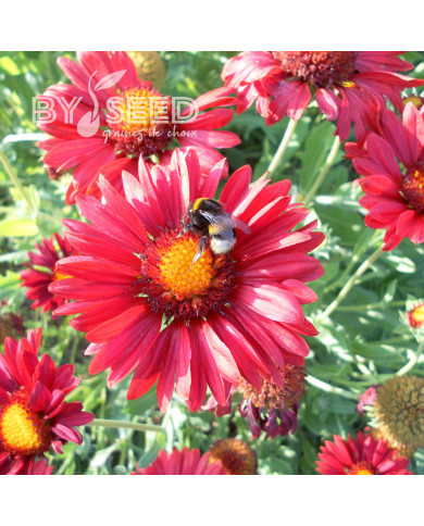 Gaillarde vivace Burgunder