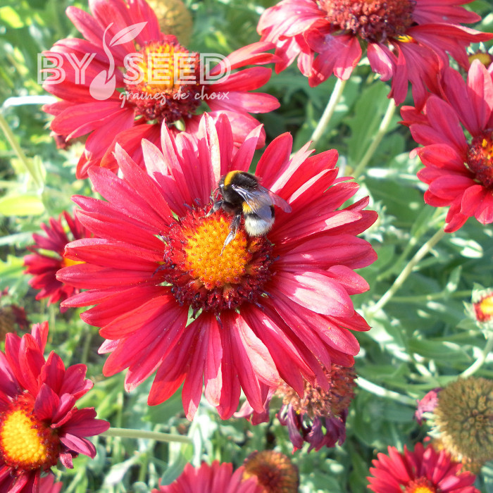 Gaillarde vivace Burgunder