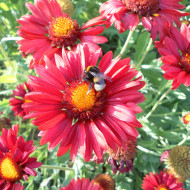 Gaillarde vivace Burgunder