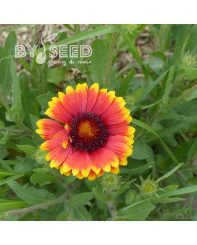 Gaillarde vivace Dazzler