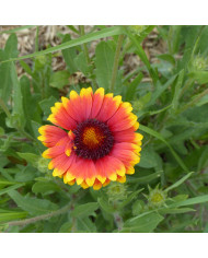 Gaillarde vivace Burgunder
