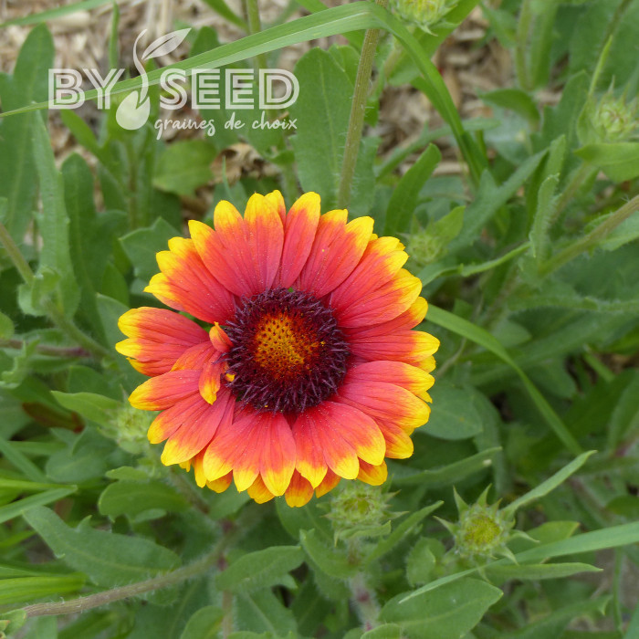 Gaillarde vivace Dazzler