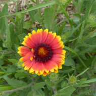 Gaillarde vivace Dazzler