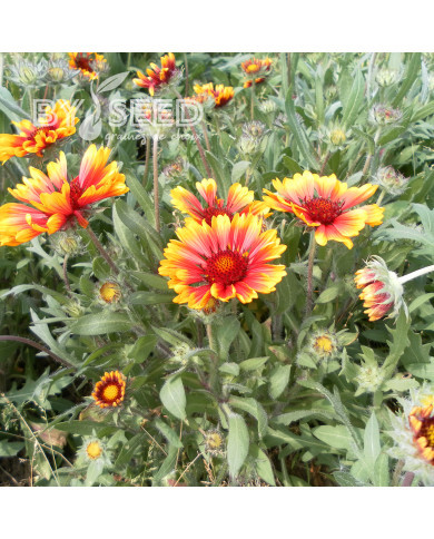 Gaillarde vivace naine Goblin (Kobold)