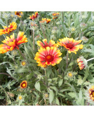 Gaillarde vivace Dazzler