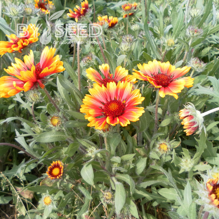 Gaillarde vivace naine Goblin (Kobold)