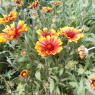 Gaillarde vivace naine Goblin (Kobold)