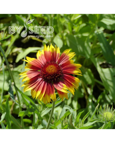 Gaillarde vivace Torchlight, Lueur de Torche