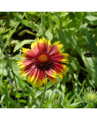 Gaillarde vivace naine Goblin (Kobold)