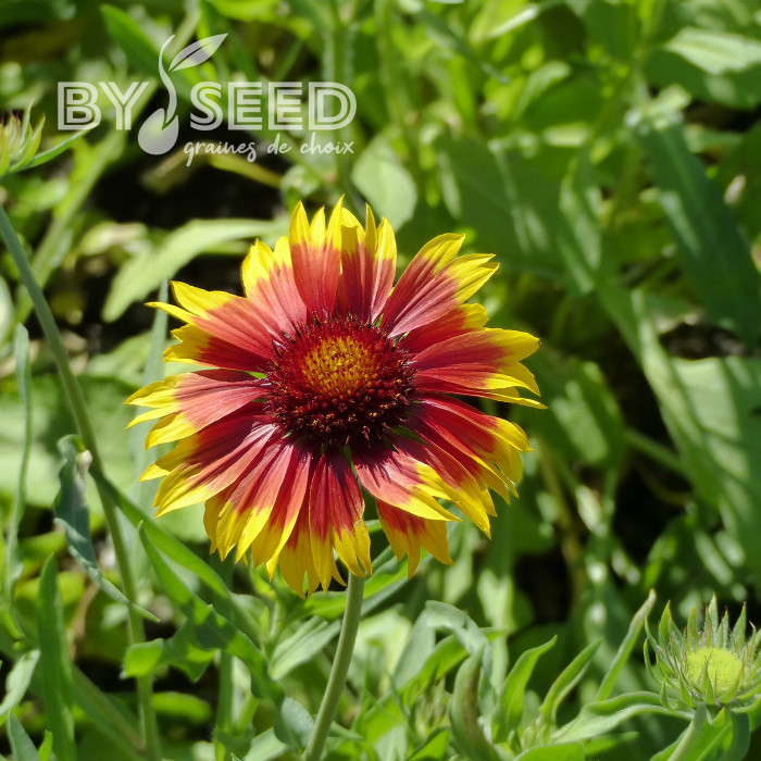 Gaillarde vivace Torchlight, Lueur de Torche