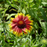 Gaillarde vivace Torchlight, Lueur de Torche