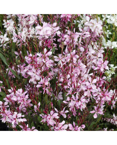 Gaura lindheimeri Emmeline Pink Bouquet