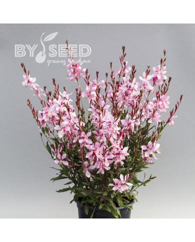 Gaura lindheimeri Emmeline Pink Bouquet