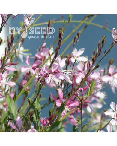 Gaura lindheimeri Emmeline Pink Bouquet