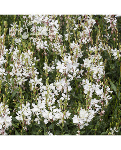 Gaura lindheimeri Emmeline White