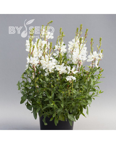 Gaura lindheimeri Emmeline White
