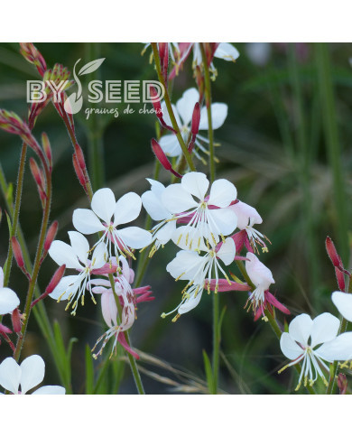 Gaura lindheimeri The Bride