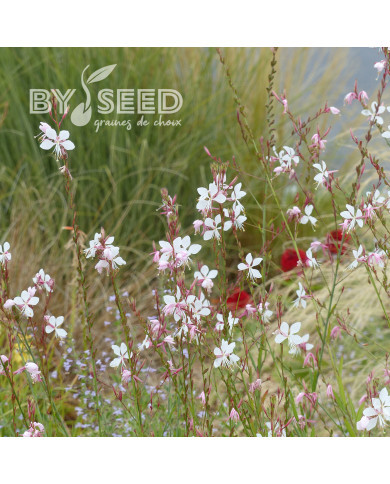 Gaura lindheimeri The Bride