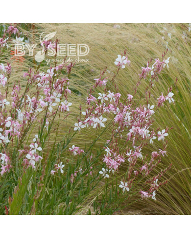 Gaura lindheimeri The Bride