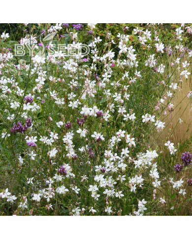 Gaura lindheimeri The Bride