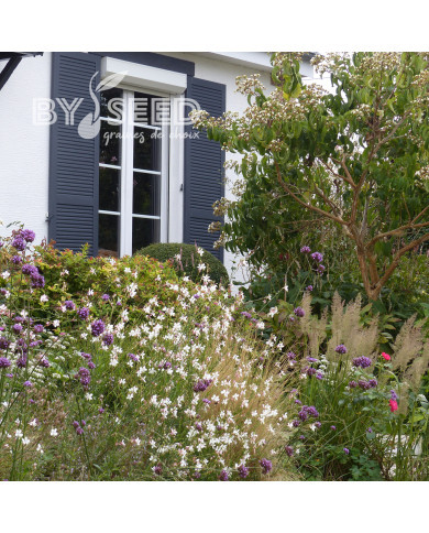 Gaura lindheimeri The Bride