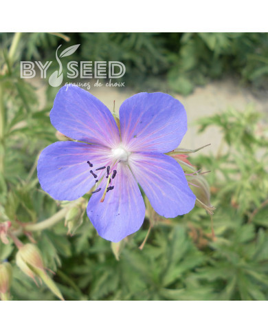 Géranium des prés (fleur sauvage)