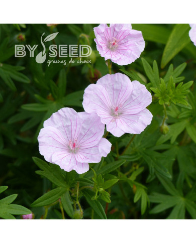 Géranium sanguineum Vision® Pink