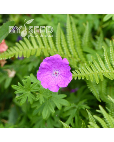 Géranium sanguineum Vision® Violet