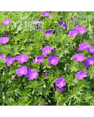 Géranium sanguineum Vision® Violet