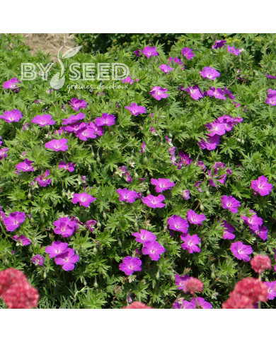 Géranium sanguineum Vision® Violet