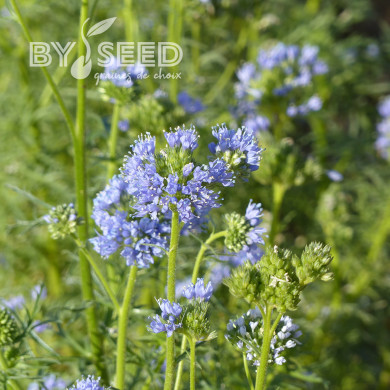 Gilia capitata bleu