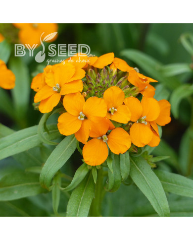 Giroflée de Sibérie Orange - Erysimum allionii