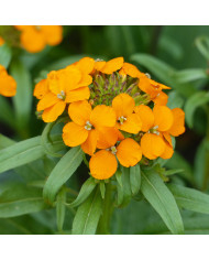 Euphorbe vivace de Corse - Euphorbia myrsinites